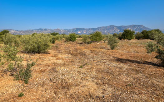 Two pieces of land in one lot (242)