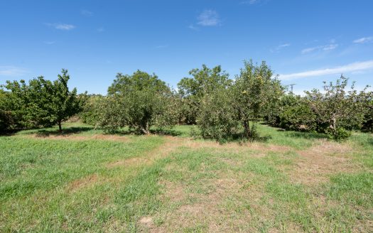 Finca amb arbres fruiters prop de Roquetes (553)