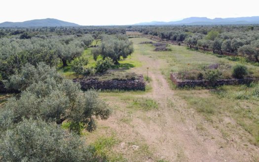 Gran terreno plano (585)