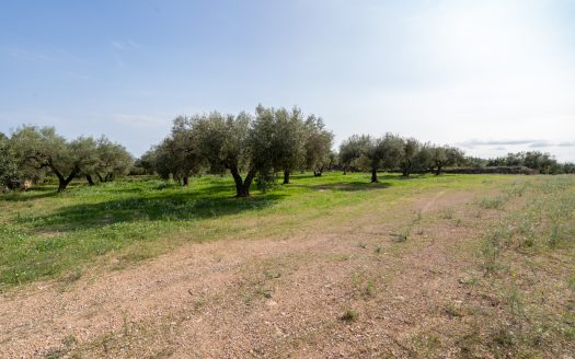 Gran terreno plano (585)