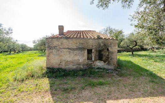 Gran terreno plano (585)