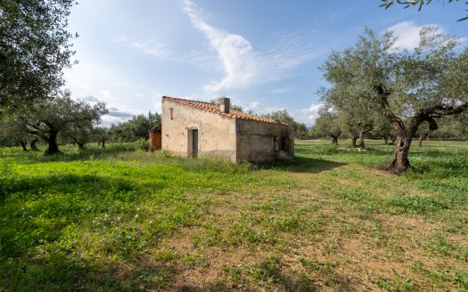 Gran terreno plano (585)