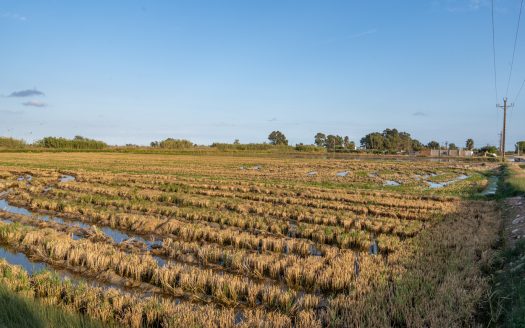 Campo de arroz en el Delta del Ebro (596)