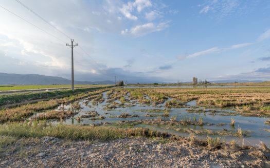 Campo de arroz en el Delta del Ebro (596)