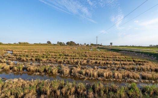 Campo de arroz en el Delta del Ebro (596)