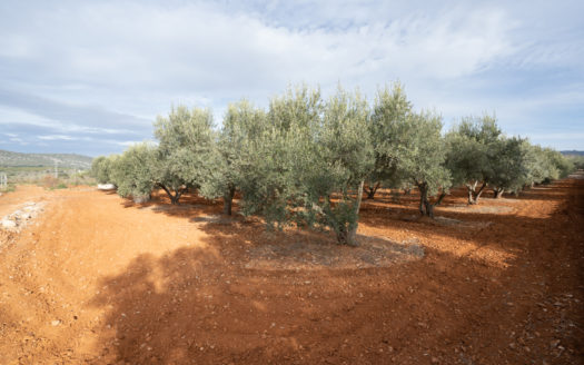 Selling two pieces of land near the road (624)