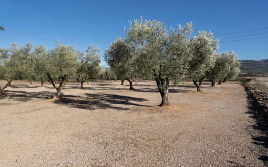 Well-tended piece of land next to the road (652)
