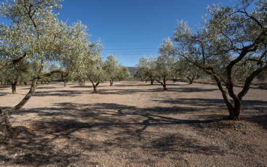 Well-tended piece of land next to the road (652)