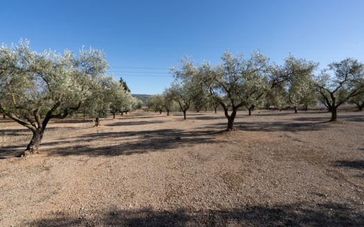 Well-tended piece of land next to the road (652)