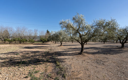 Well-tended piece of land next to the road (652)