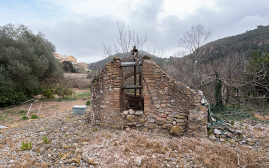 Vegetable patch near the village (650)