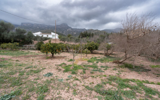 Vegetable patch near the village (650)