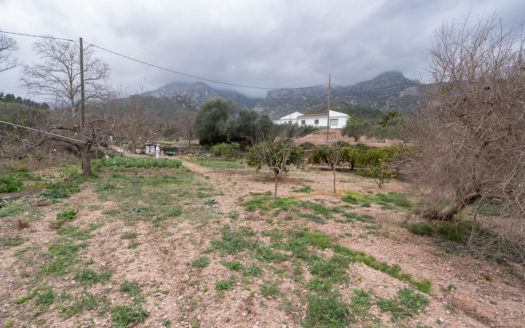 Vegetable patch near the village (650)