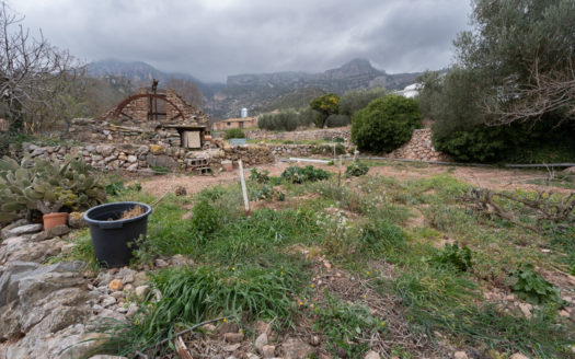 Vegetable patch near the village (650)