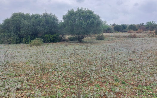 A piece of land with a shelter (664)