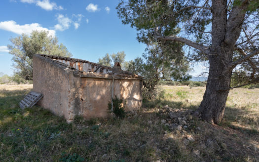 Sense arbres amb una ruïna (659)