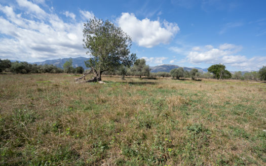Sense arbres amb una ruïna (659)
