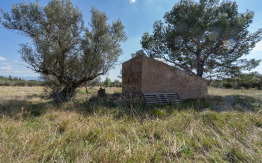 Sense arbres amb una ruïna (659)