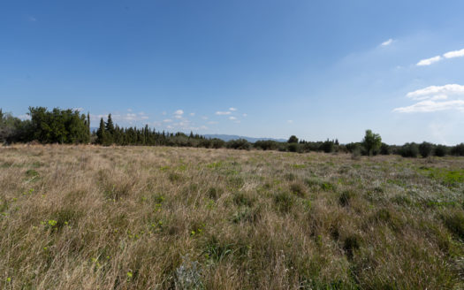 Sense arbres amb una ruïna (659)