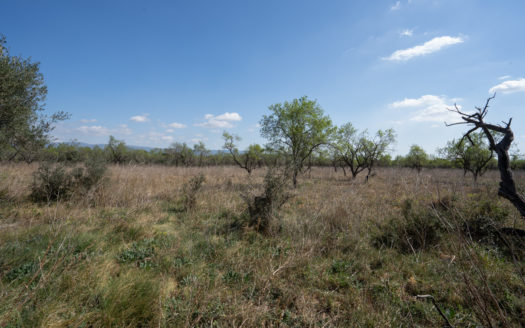 Gran finca plana amb bon accés (660)