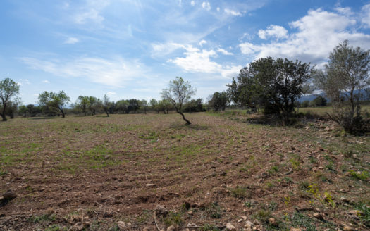 Flat piece of land with no building (661)