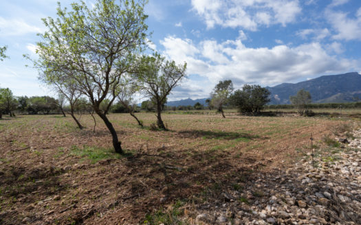 Flat piece of land with no building (661)