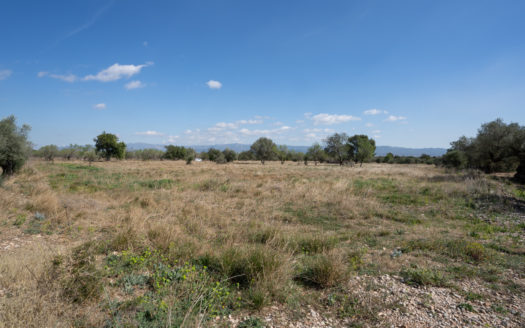 Sense arbres amb una ruïna (659)