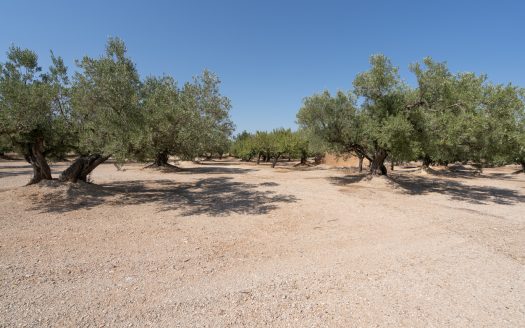 Big plot of land with irrigation water and good access (728)