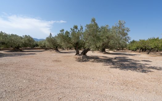 Big plot of land with irrigation water and good access (728)