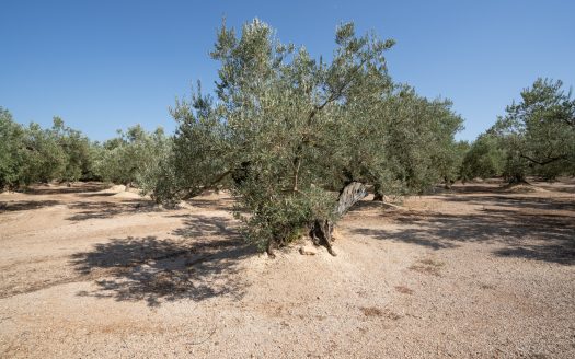 Olive plot of land with irrigation water (729)