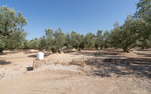 Olive plot of land with irrigation water (729)