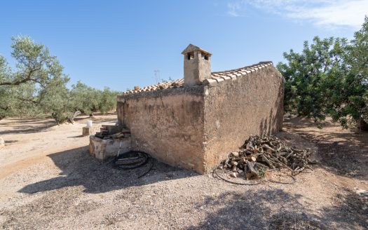 Olive plot of land with irrigation water (729)