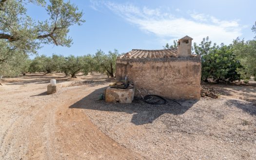 Olive plot of land with irrigation water (729)
