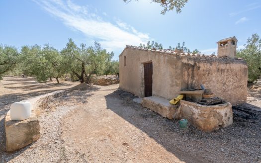 Olive plot of land with irrigation water (729)