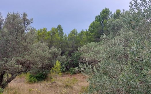 Wild piece of land (739)