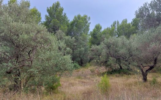 Wild piece of land (739)