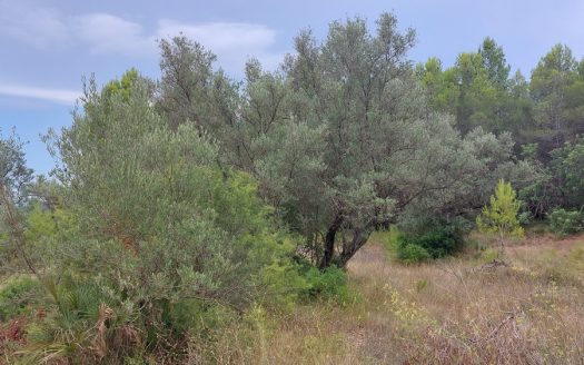 Wild piece of land (739)