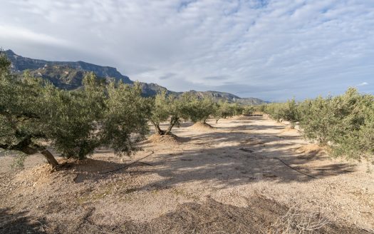 3-hectare land with irrigation water (777)