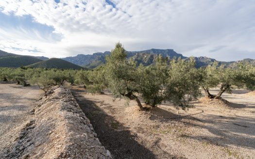 3-hectare land with irrigation water (777)