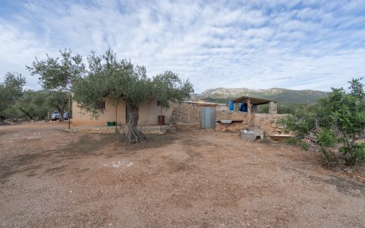 Olive-trees plot with a country house (780)