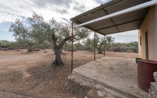 Olive-trees plot with a country house (780)