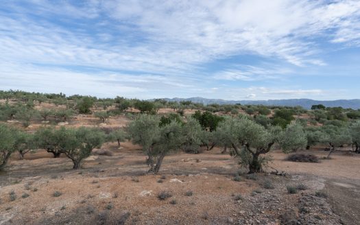 Olive-trees plot with a country house (780)
