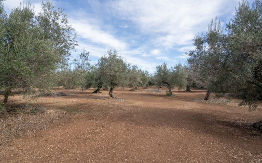 Flat land with no building (787)