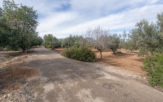 Flat land with no building (787)