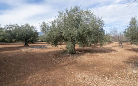 Flat land with no building (787)