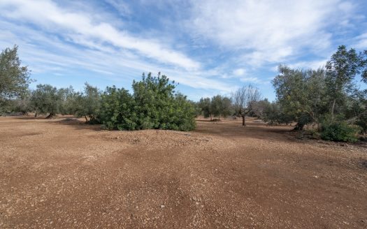 Flat land with no building (787)