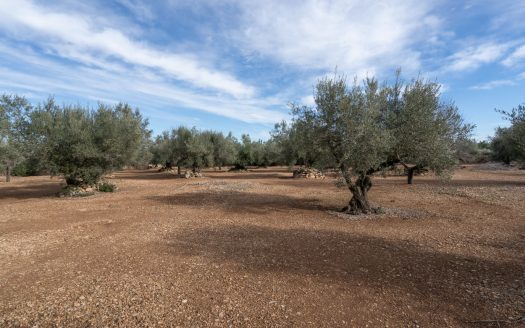 Flat land with no building (787)