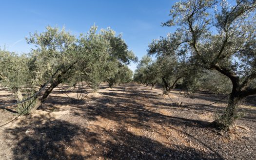 Flat land with irrigation water (796)