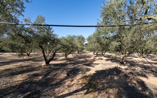 Flat land with irrigation water (796)