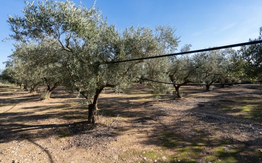 Flat land with irrigation water (796)